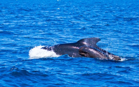 pilot-whales-481974_960_720.jpg